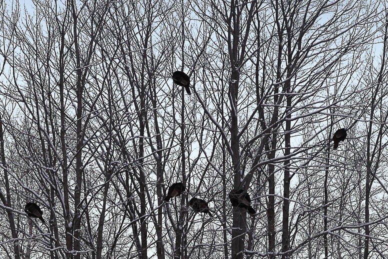 kalkun - ML646939295