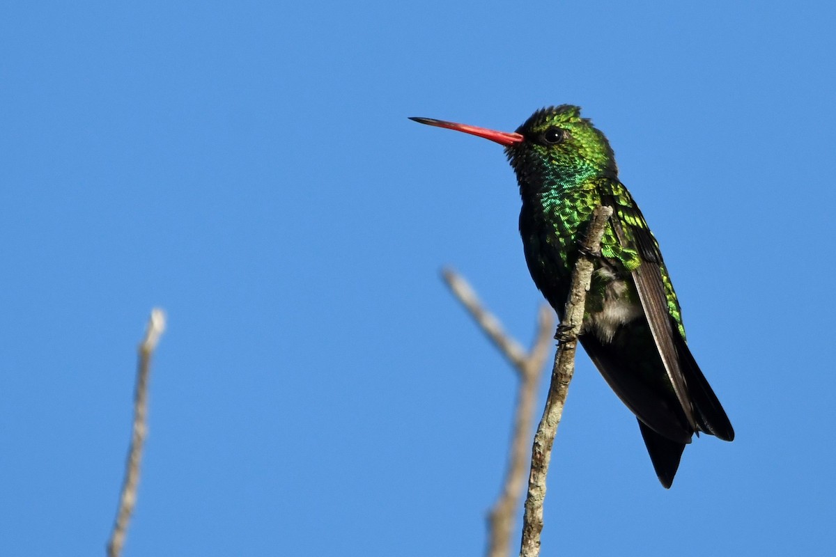 Glittering-bellied Emerald - ML646939297