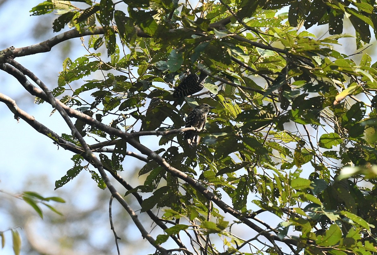 Buff-rumped Woodpecker - ML646939305