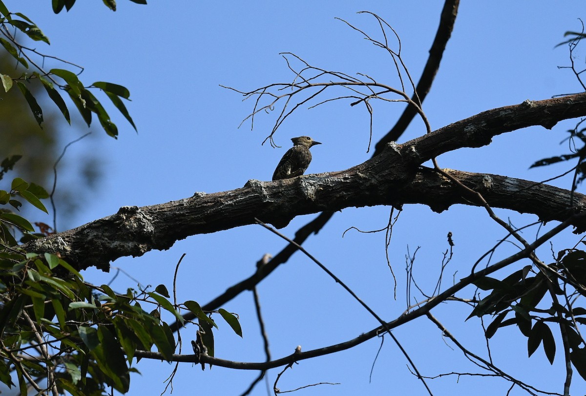 Buff-rumped Woodpecker - ML646939306