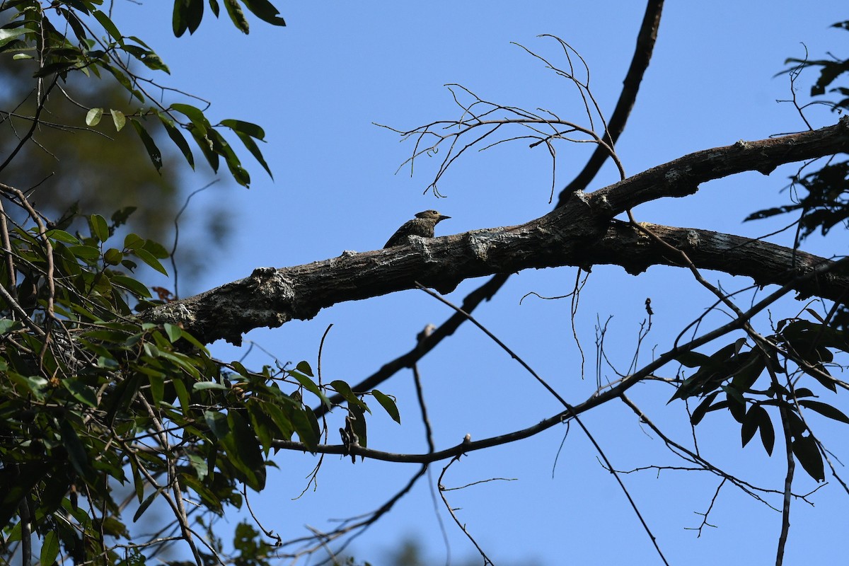 Buff-rumped Woodpecker - ML646939307