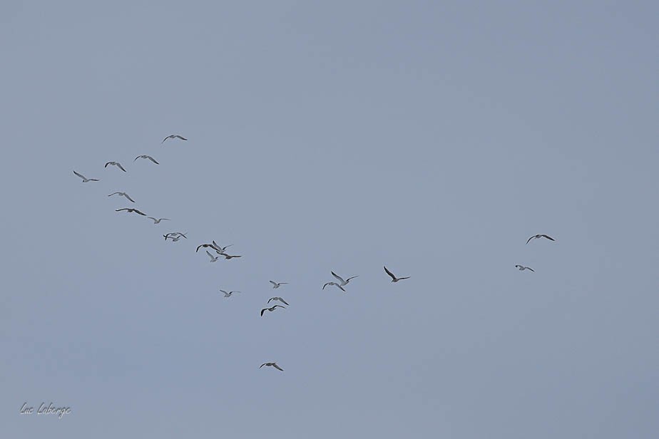 amerikagråmåke - ML646939308