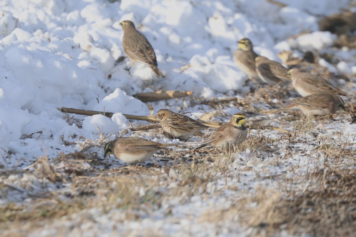 Spornammer - ML646939312