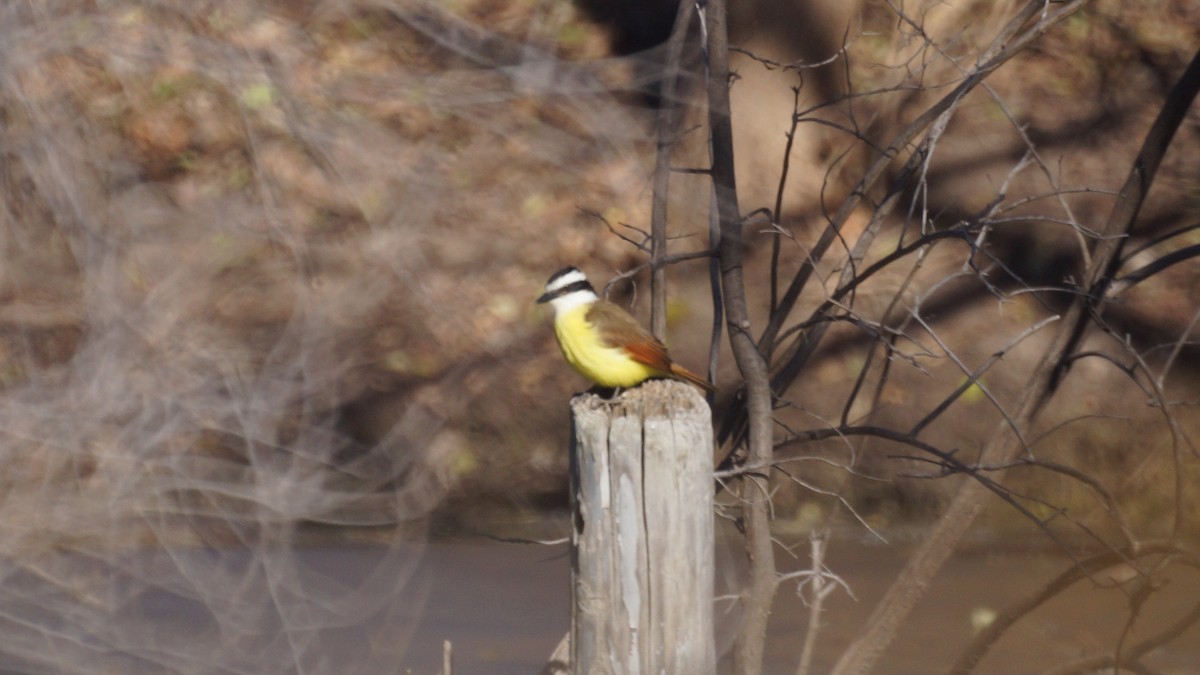 Schwefelmaskentyrann - ML646939314