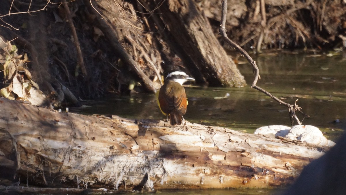 Schwefelmaskentyrann - ML646939315