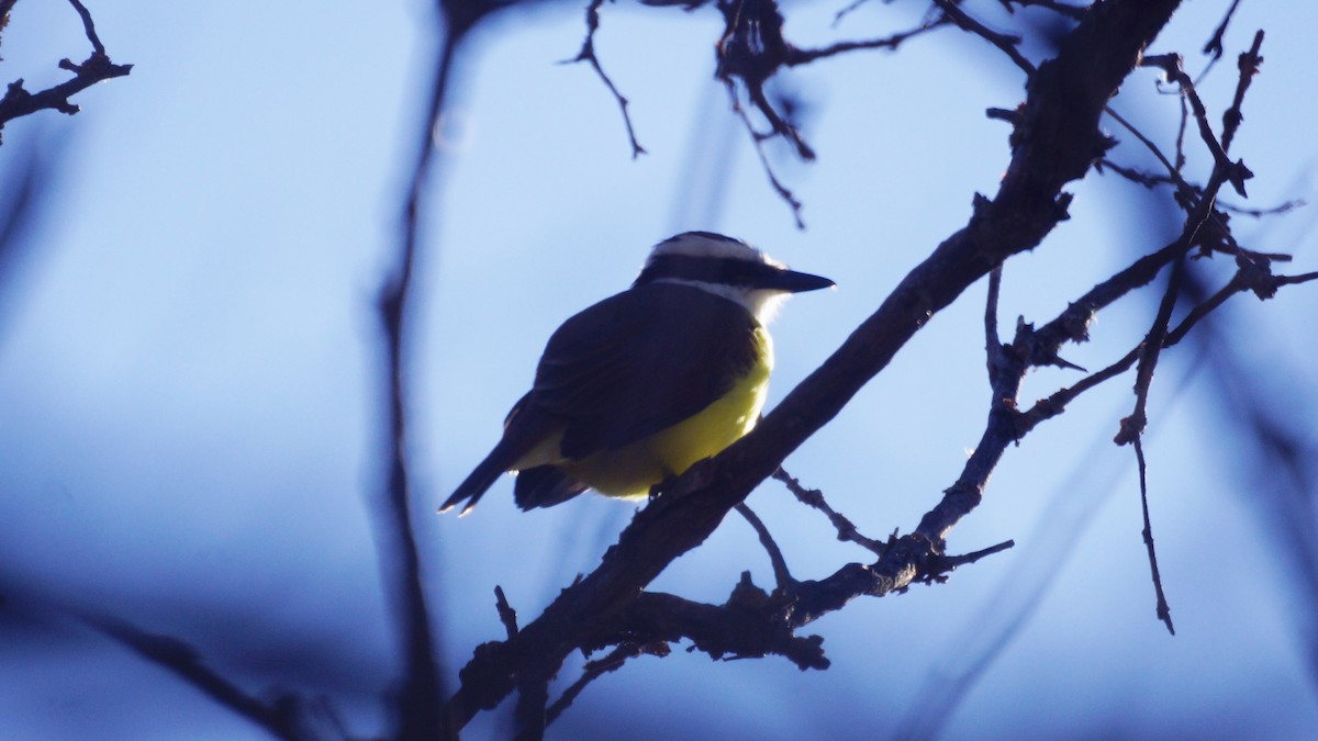 Schwefelmaskentyrann - ML646939316