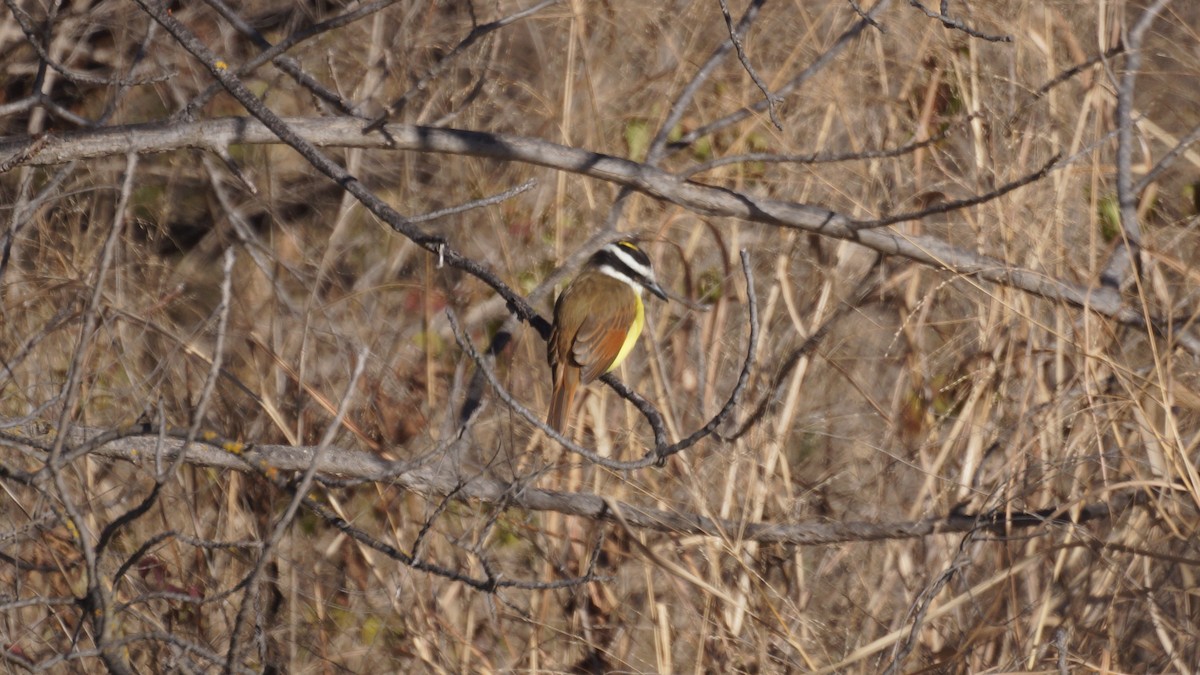 Schwefelmaskentyrann - ML646939317