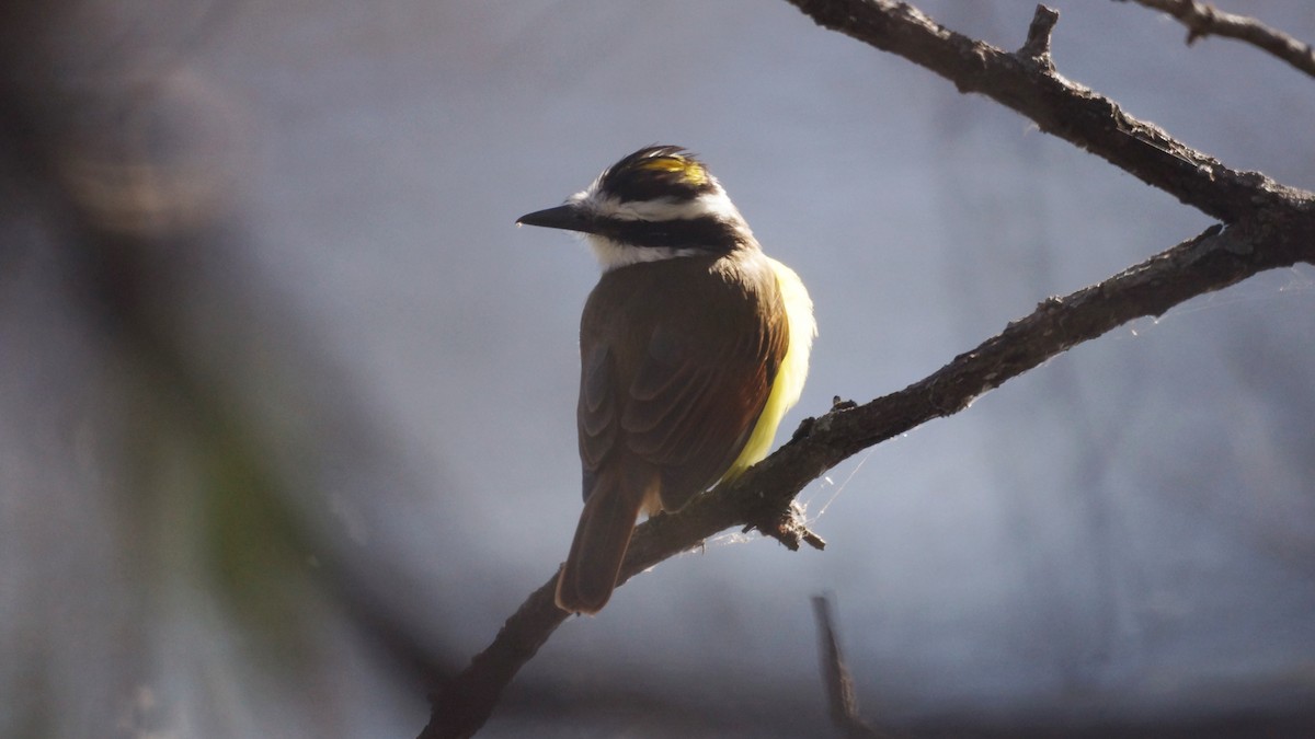 Schwefelmaskentyrann - ML646939319