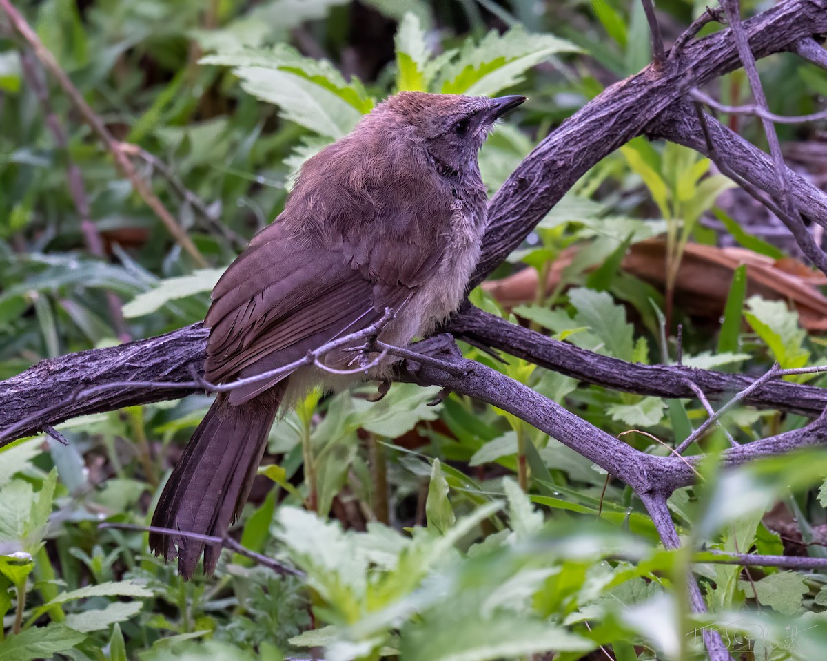Cratérope de Hartlaub - ML646939320