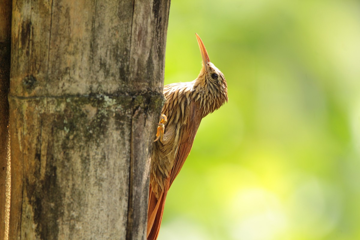 Streak-headed Woodcreeper - ML646939321