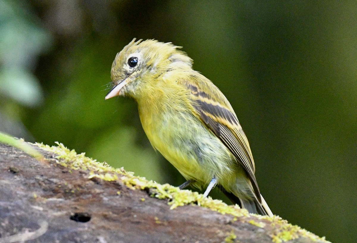 gulempid - ML646939323