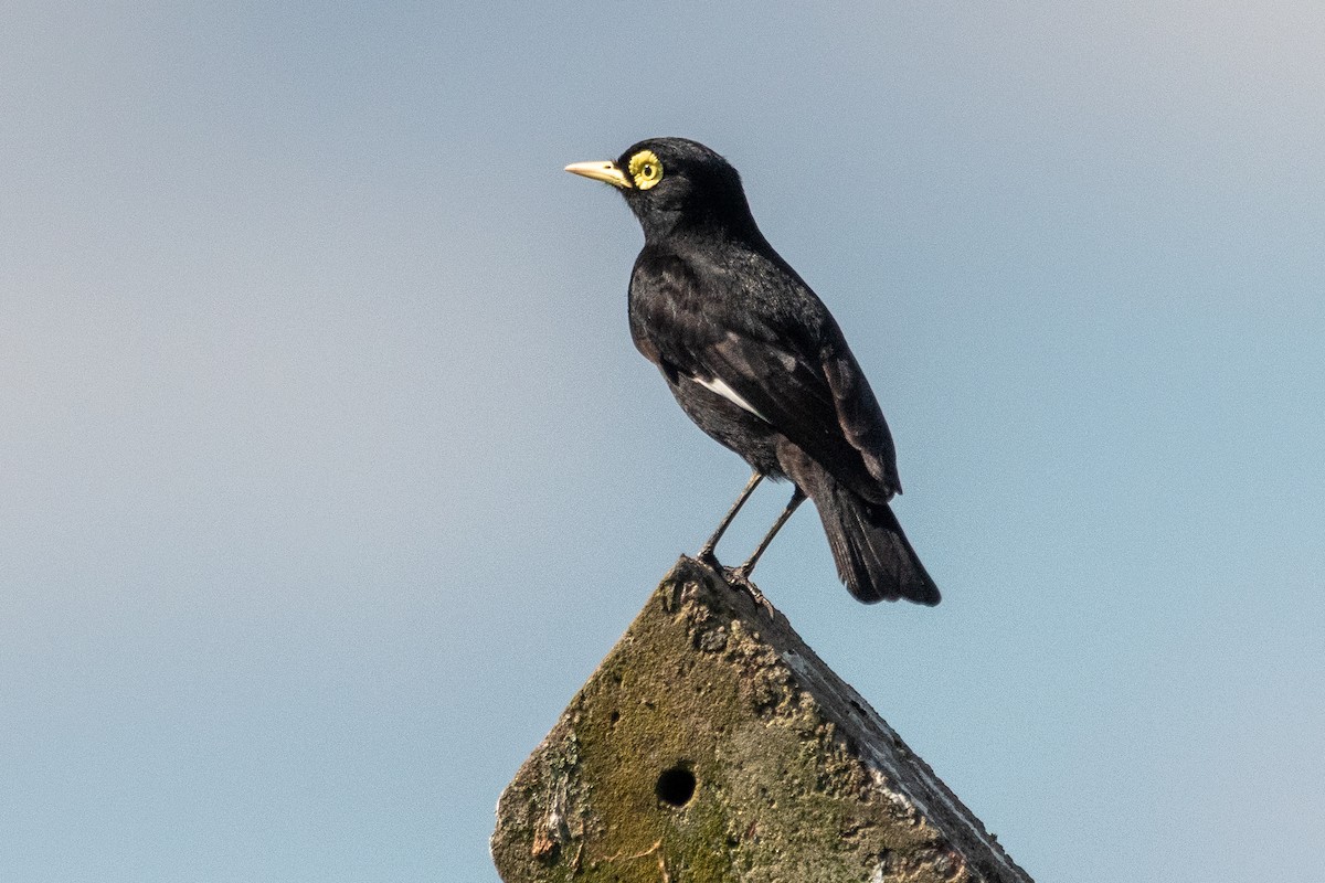 Brillendunkeltyrann - ML646939324