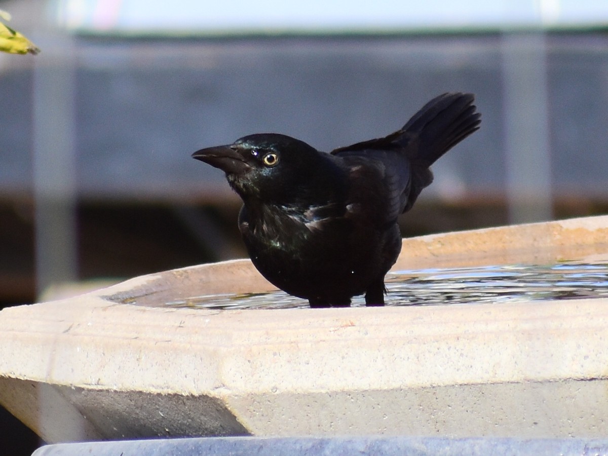 Common Grackle (Bronzed) - ML646939325