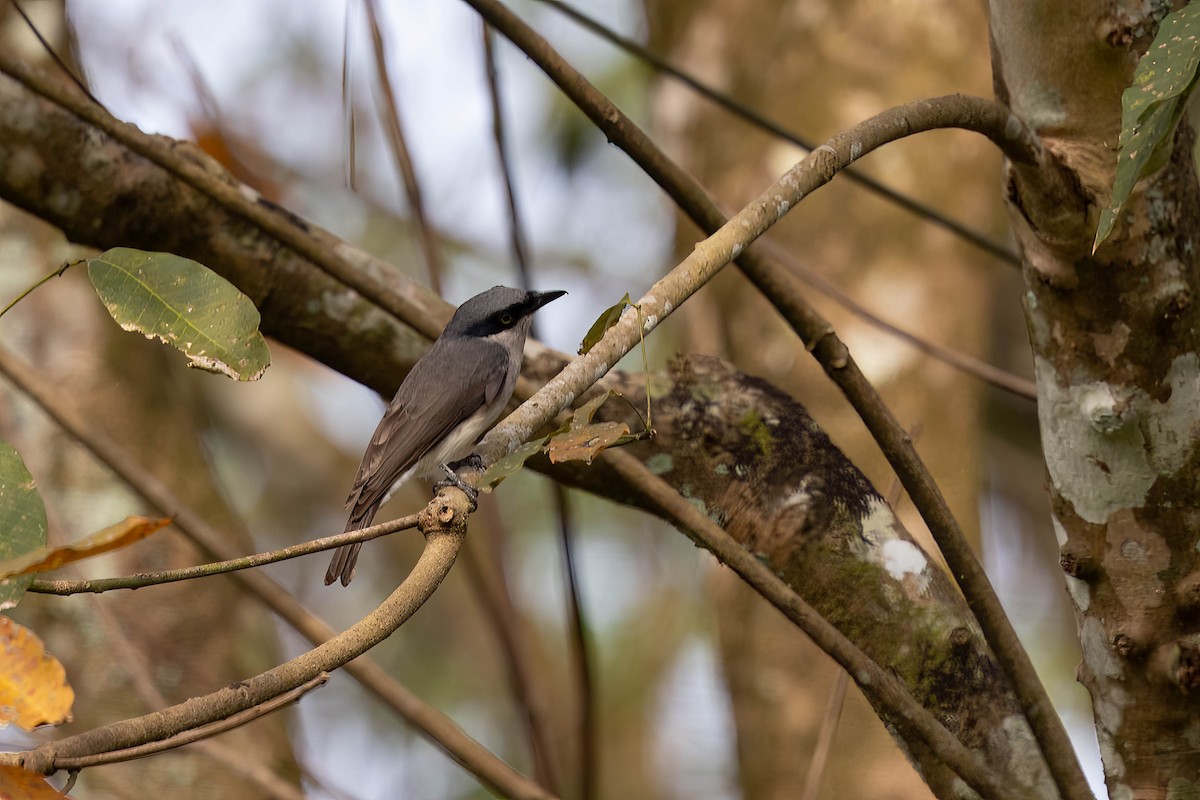 Malabar Woodshrike - ML646939326