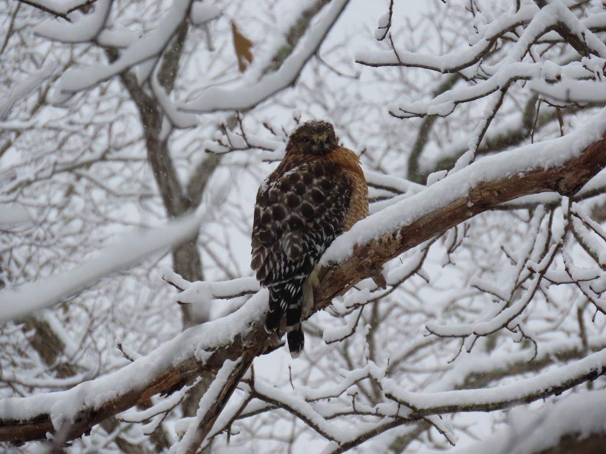 Red-shouldered Hawk - ML646939327