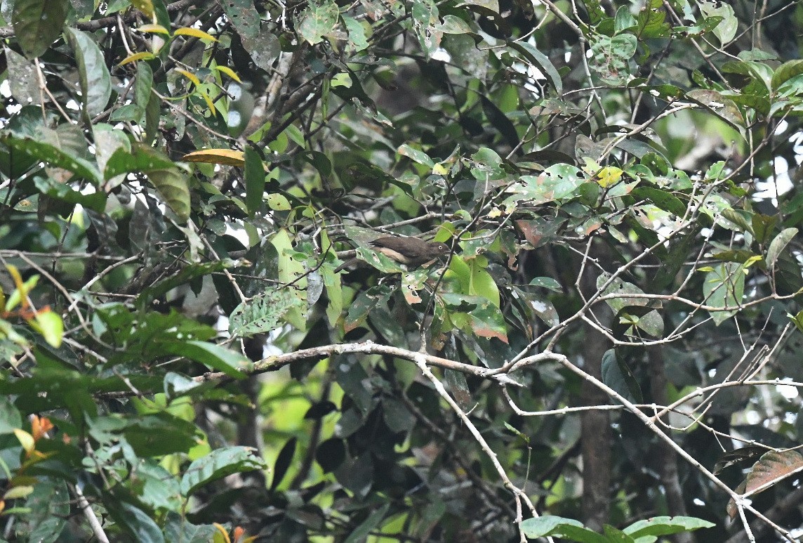 Cream-vented Bulbul (White-eyed) - ML646939329