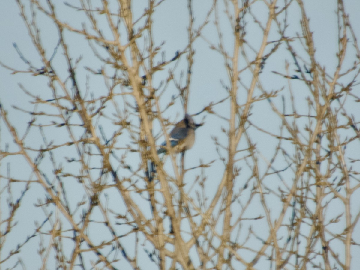 Blue Jay - ML646939332