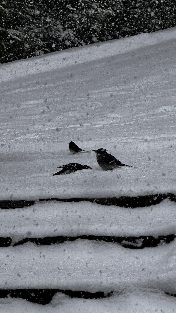 Blue Jay - ML646939338