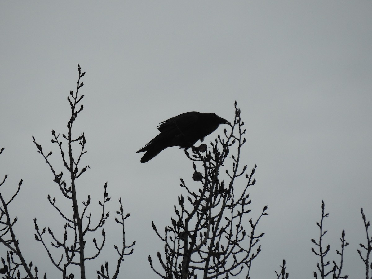 Erroi handia - ML646939339