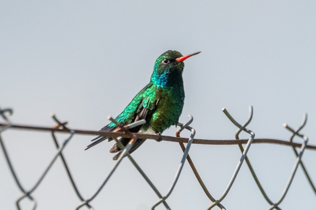 glansbuksmaragd - ML646939340