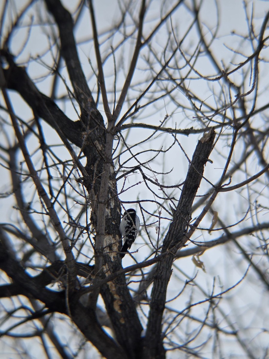 Downy Woodpecker - ML646939341
