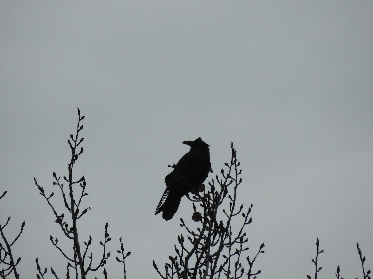 Erroi handia - ML646939342