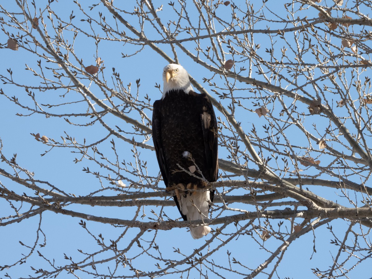 Bald Eagle - ML646939344