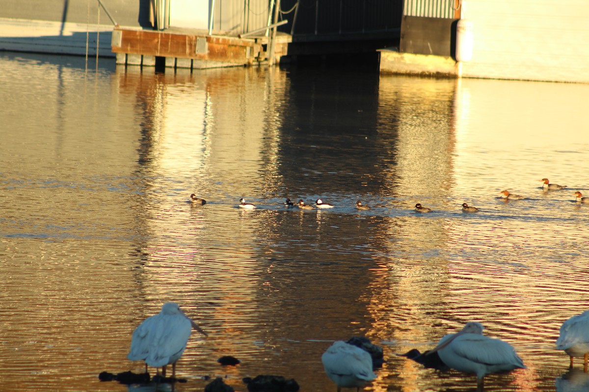 Гоголь-головастик - ML646939345