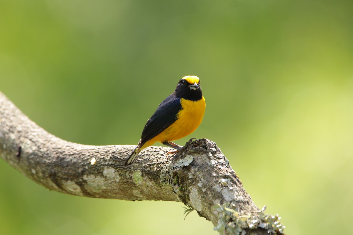 Orange-bellied Euphonia - ML646939346