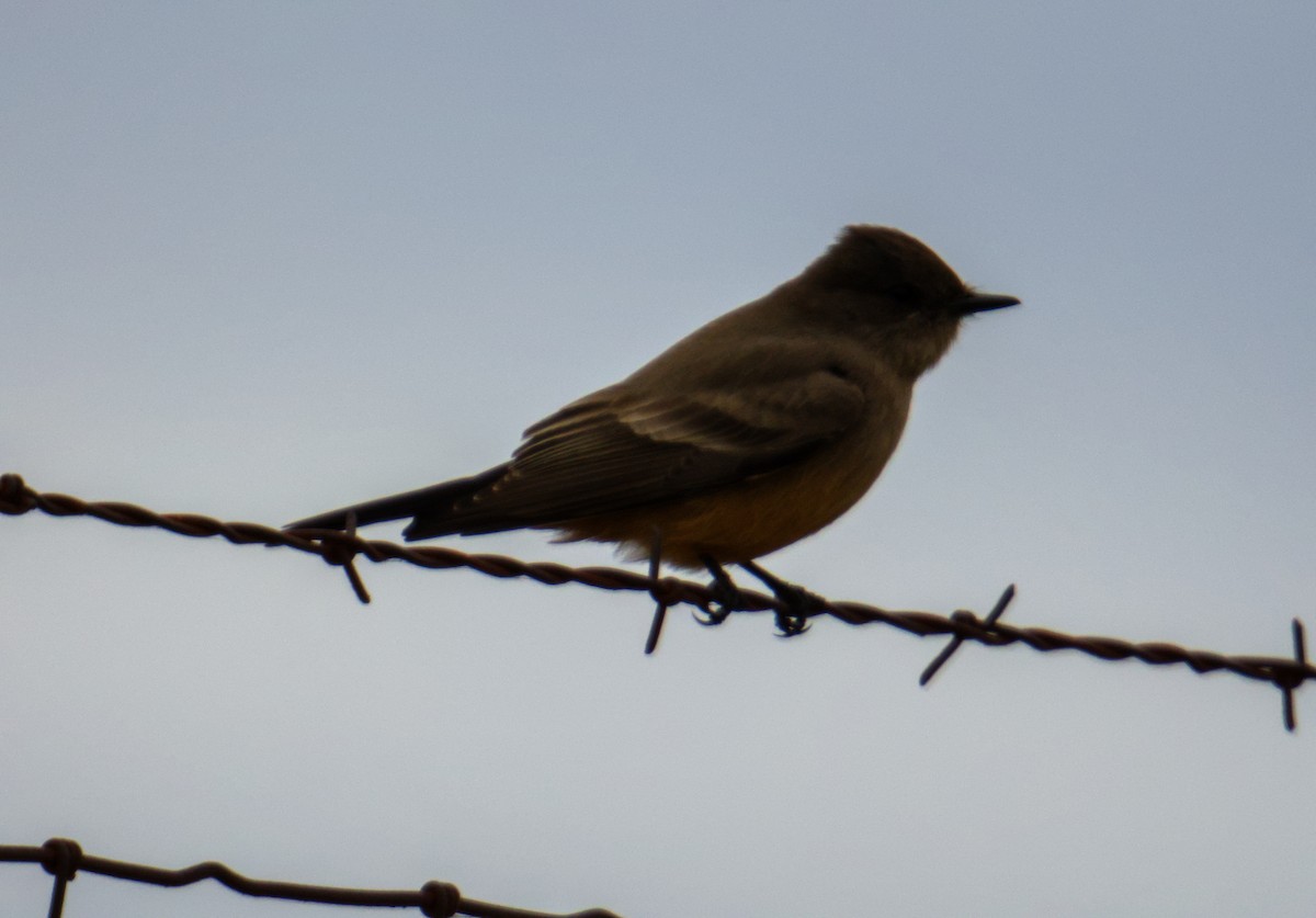 Moucherolle à ventre roux - ML646939347