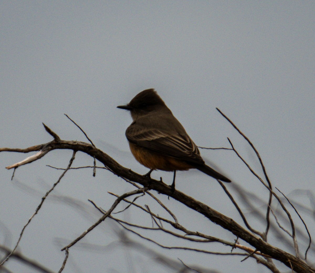 Moucherolle à ventre roux - ML646939348