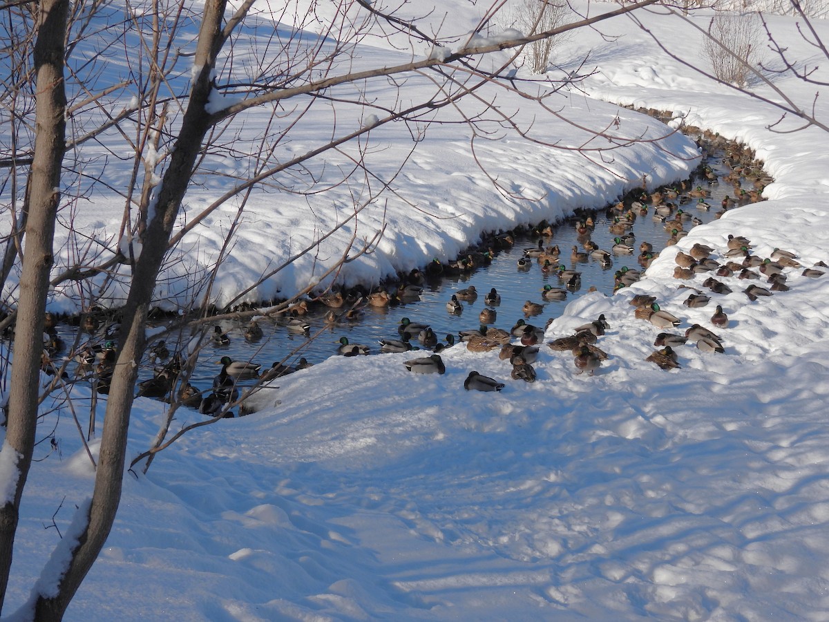 Mallard - ML646939358