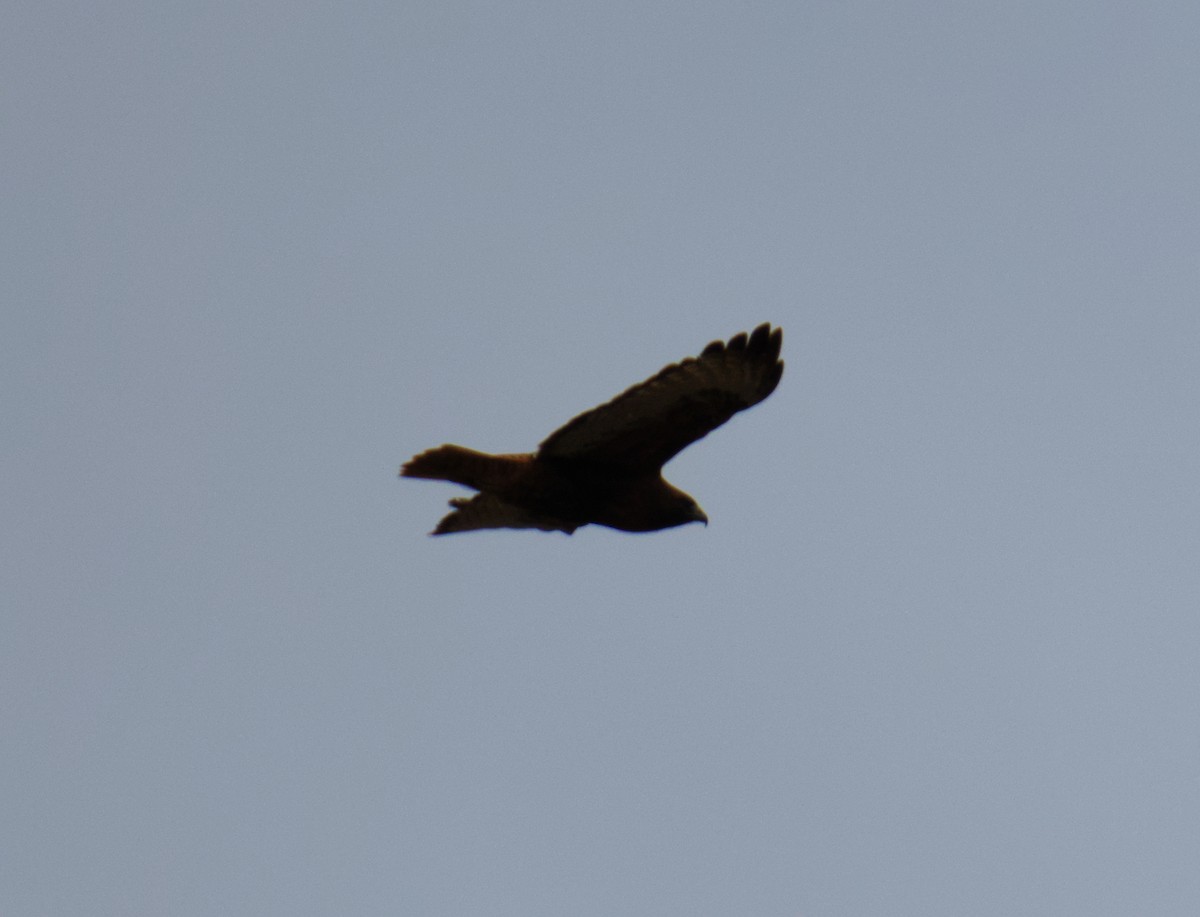 Buse à queue rousse (calurus/abieticola) - ML646939361