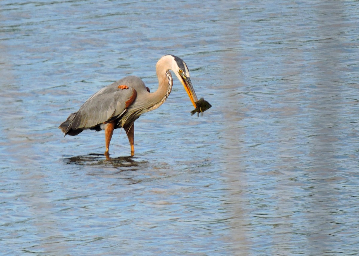 Great Blue Heron - ML646939363