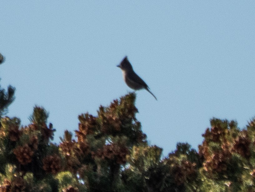 Juniper Titmouse - ML646939367