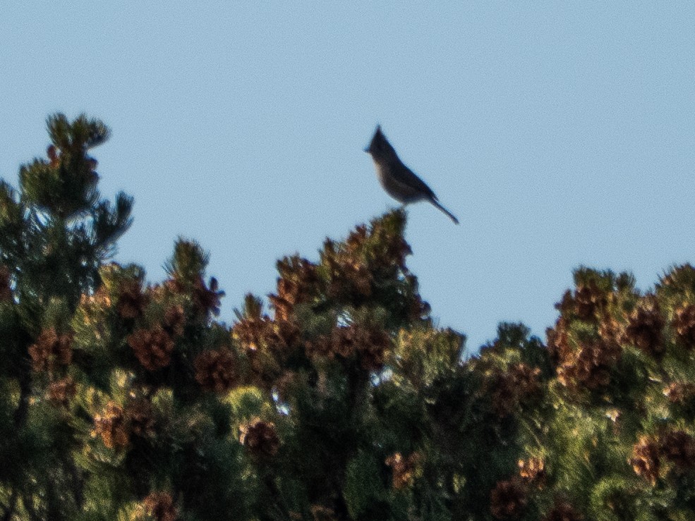Juniper Titmouse - ML646939368