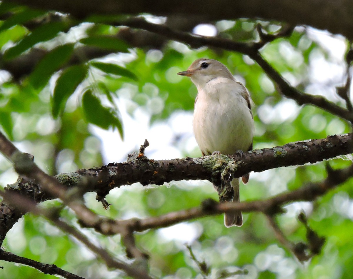 Eastern Warbling Vireo - ML646939370