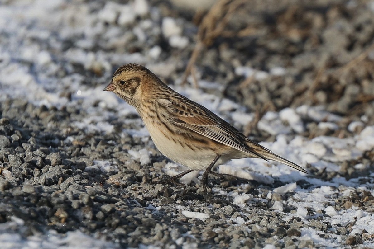 Spornammer - ML646939371