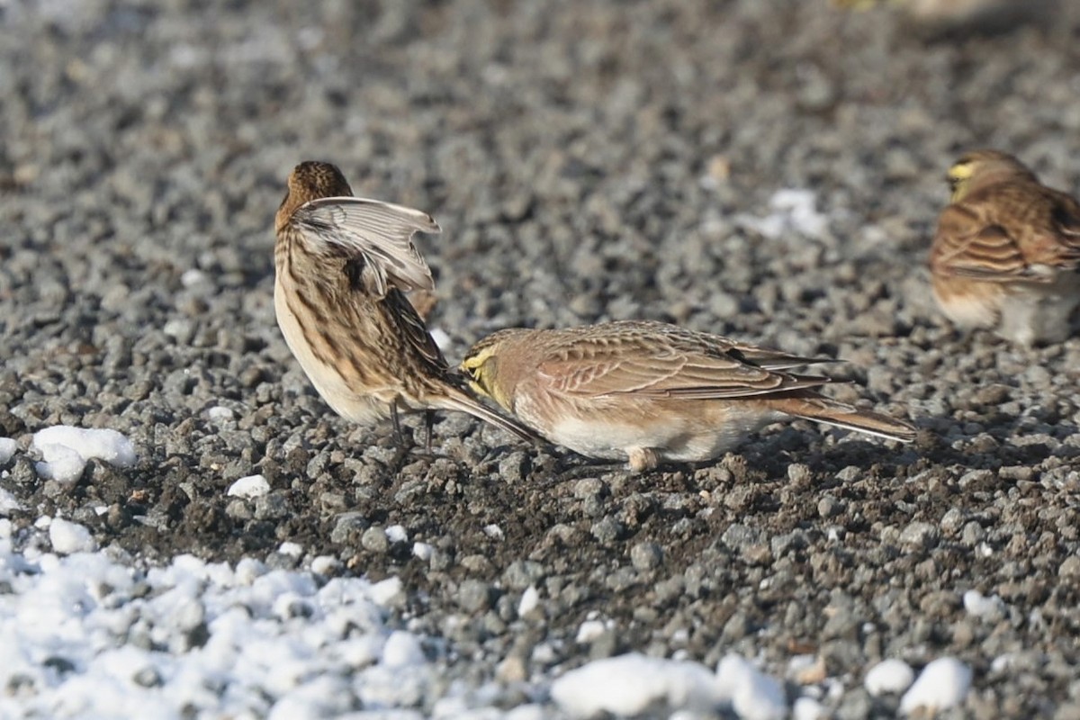 Spornammer - ML646939373