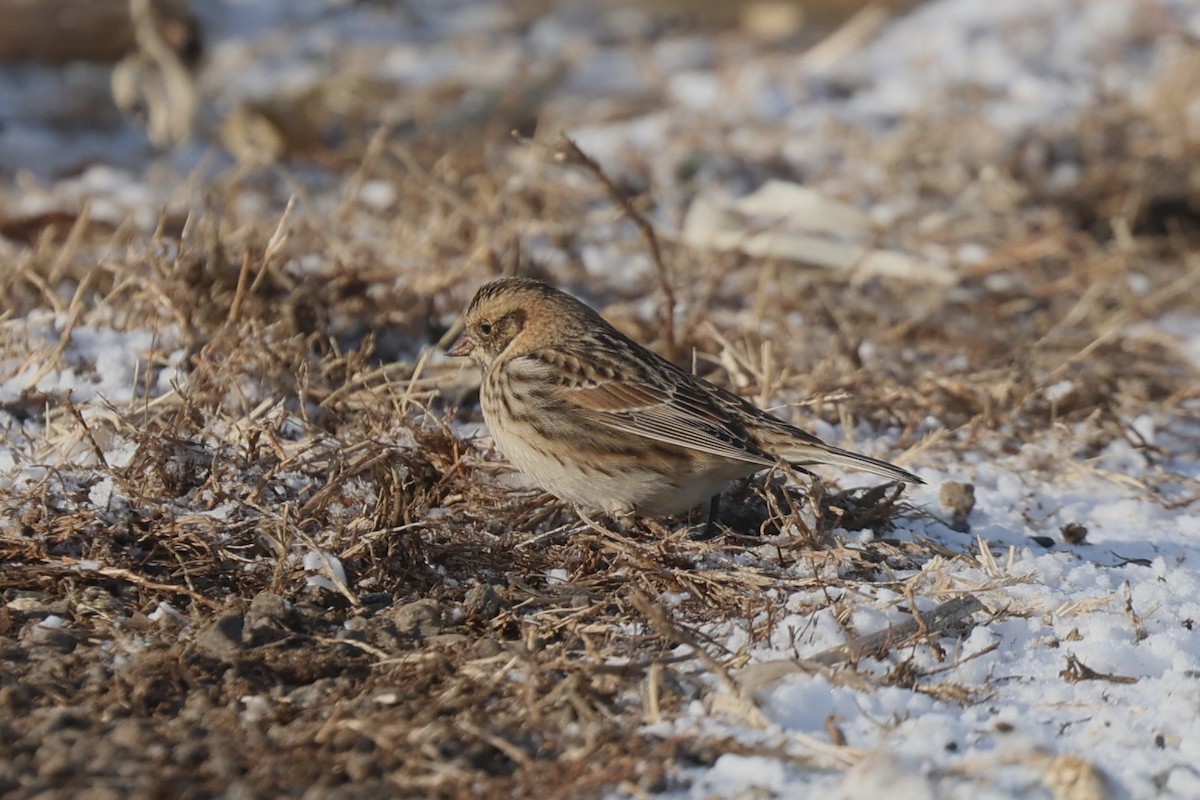 Spornammer - ML646939374