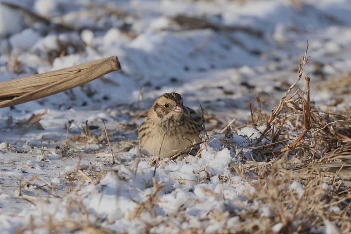 Spornammer - ML646939375