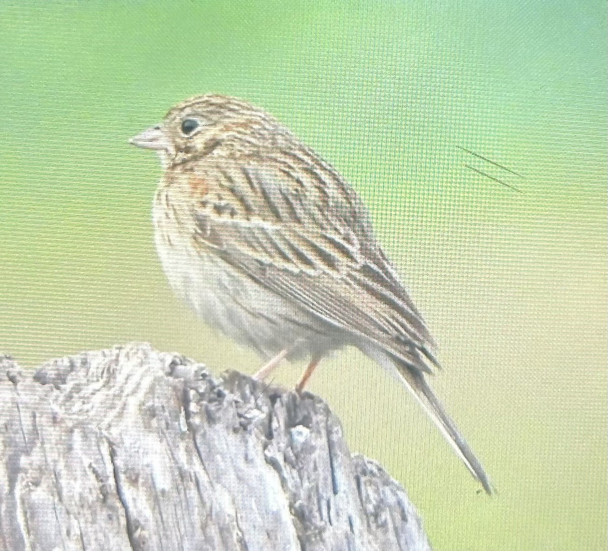 Chingolo Coliblanco - ML646939378