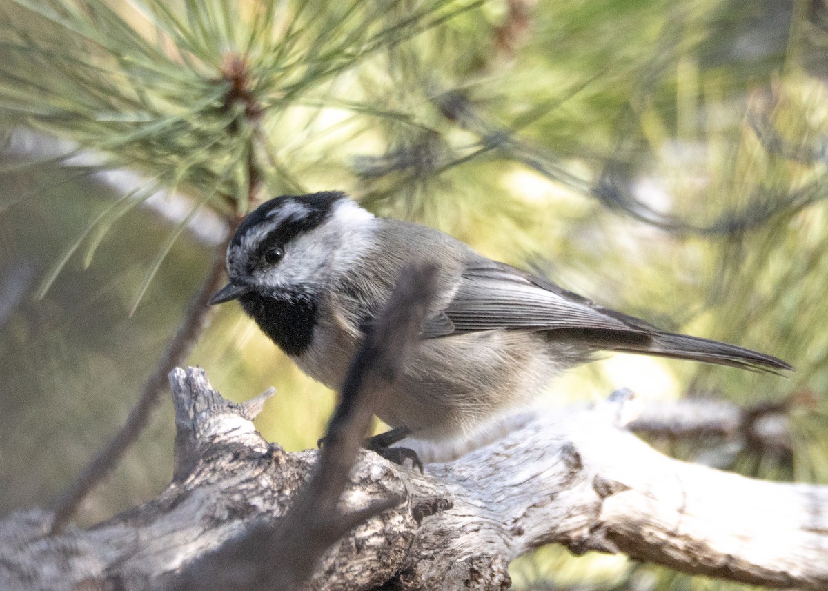Mountain Chickadee - ML646939379