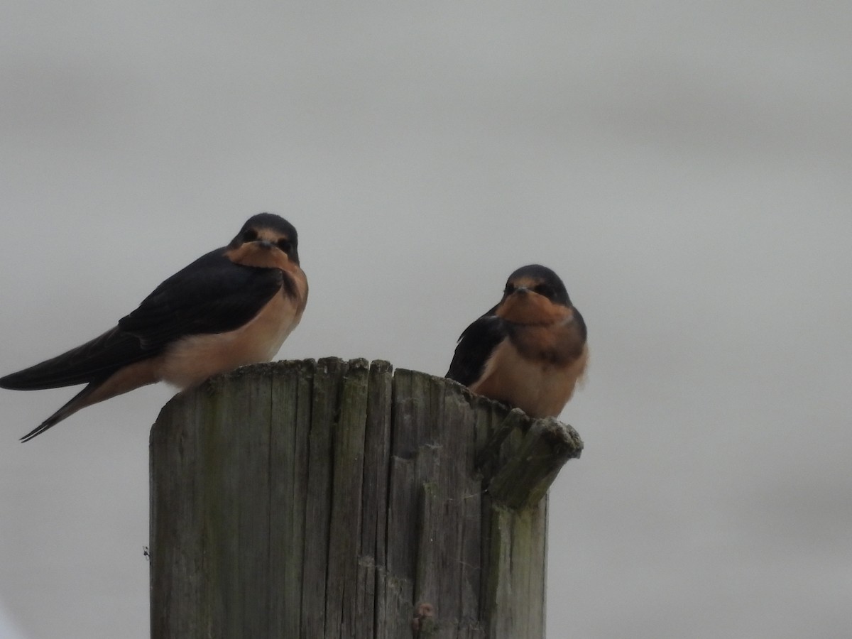 Ластівка сільська - ML646939387