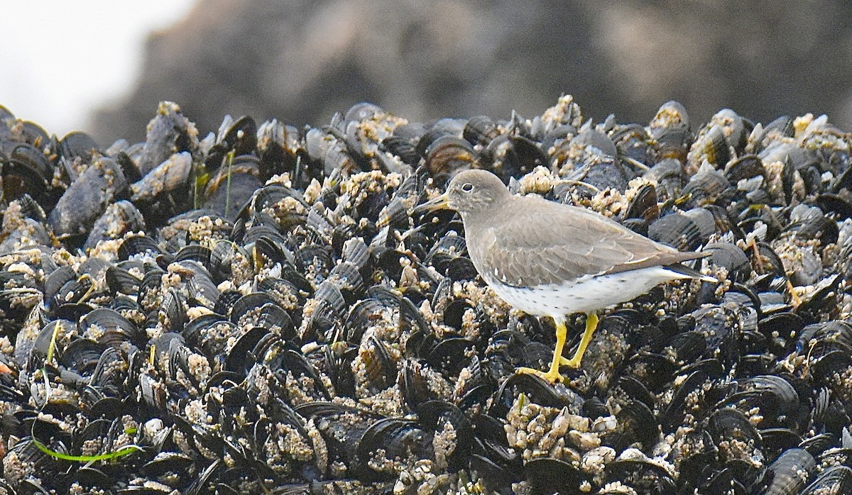 Surfbird - ML646939389