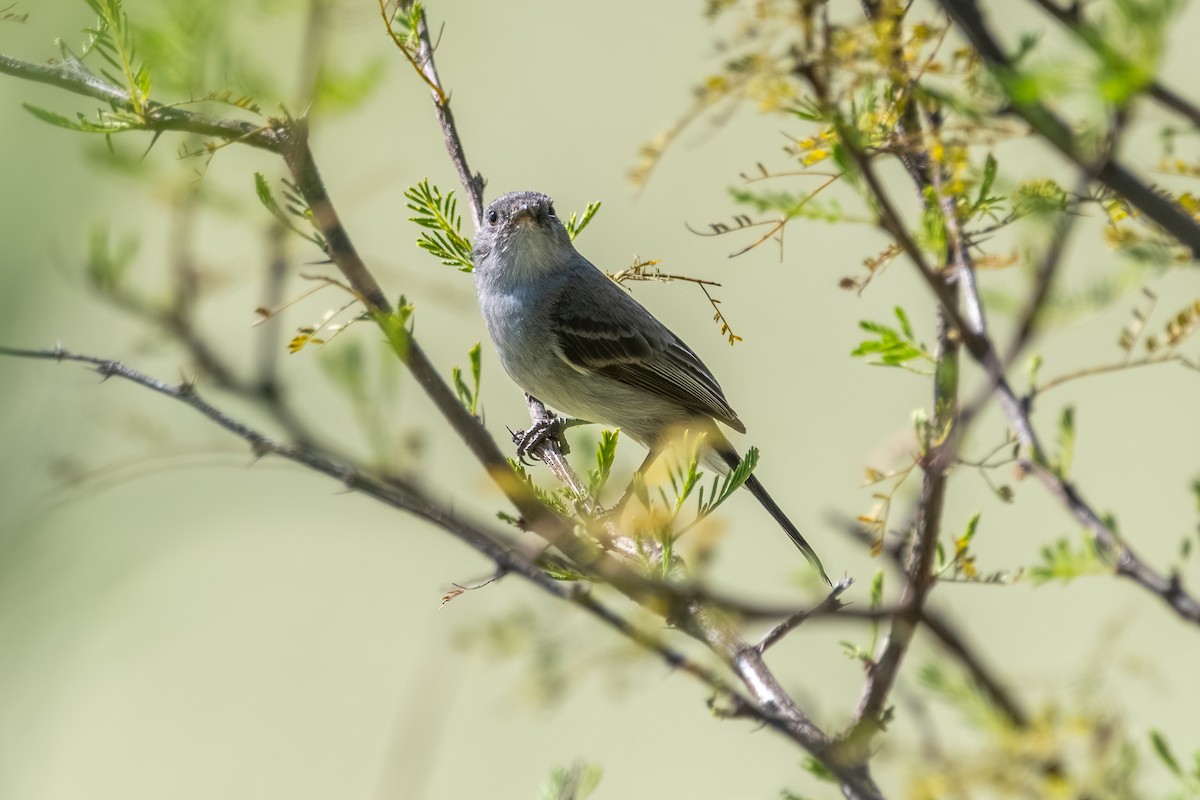 Sooty Tyrannulet - ML646939401