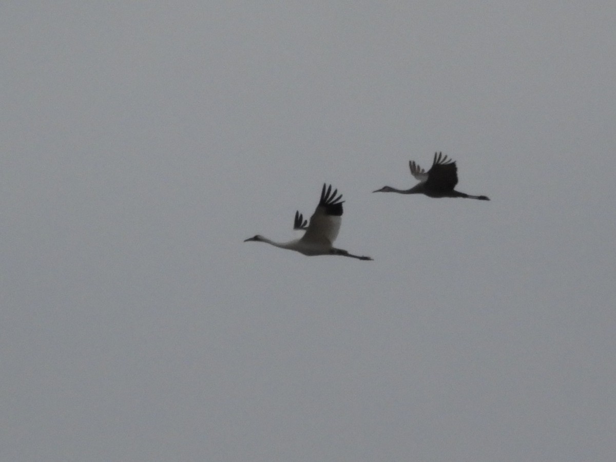 アメリカシロヅル - ML646939402