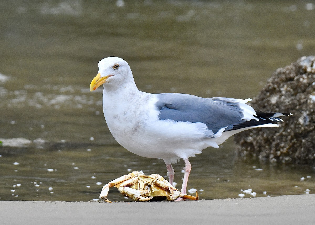 アメリカオオセグロカモメ - ML646939404