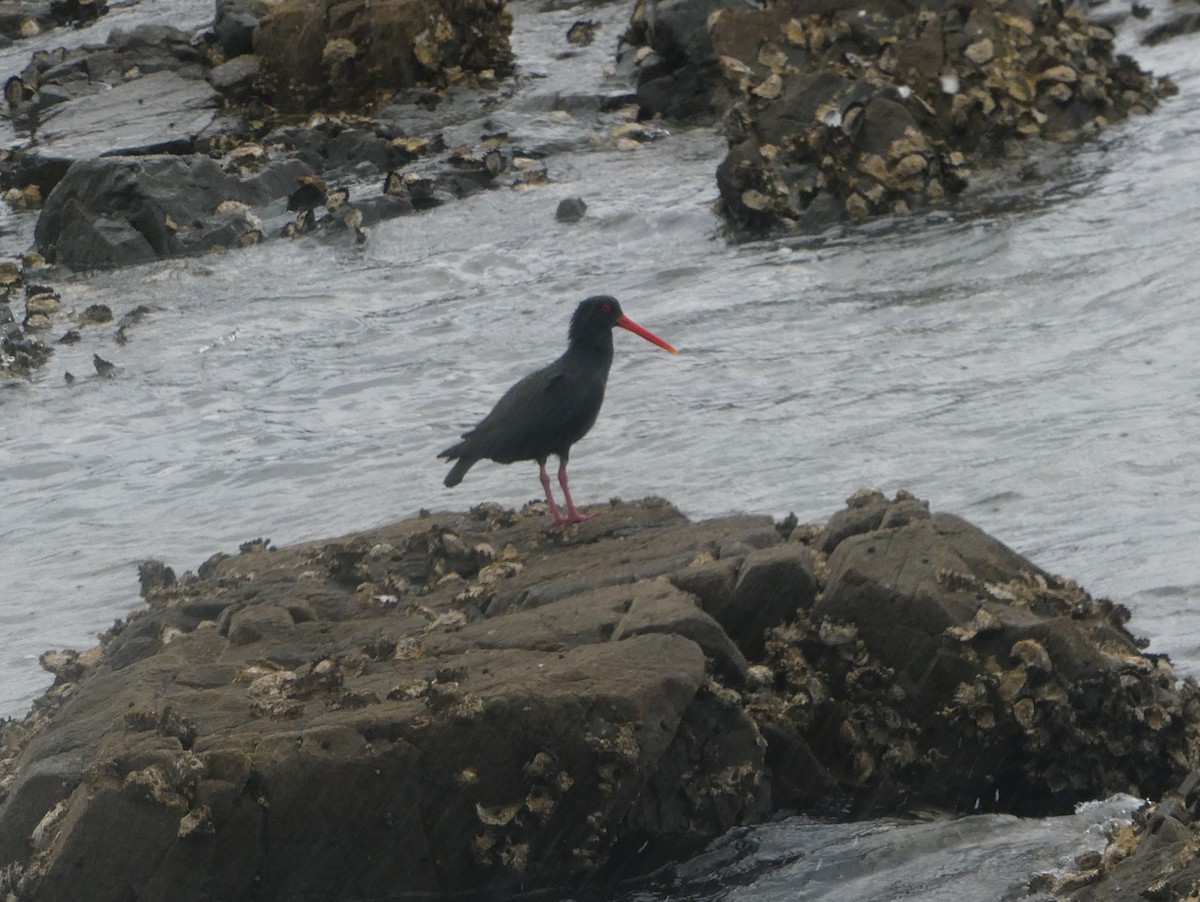 Yeni Zelanda Kara Poyrazkuşu - ML646939413