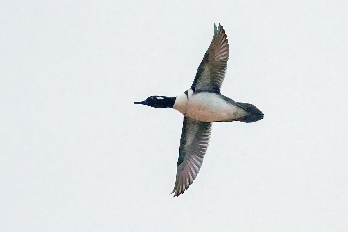 Zerra buruhandia - ML646939414